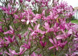 Magnolia susan / Nagyvirágú Liliomfa